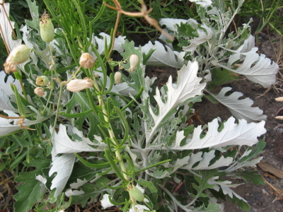 aiuto determinazione piante habitat Silene